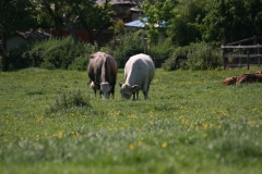 Two cows grazing landscape view
