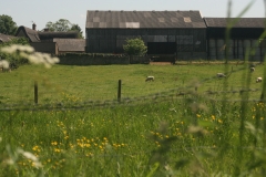 Across field to Home Barns with buttercups and barbed wire
